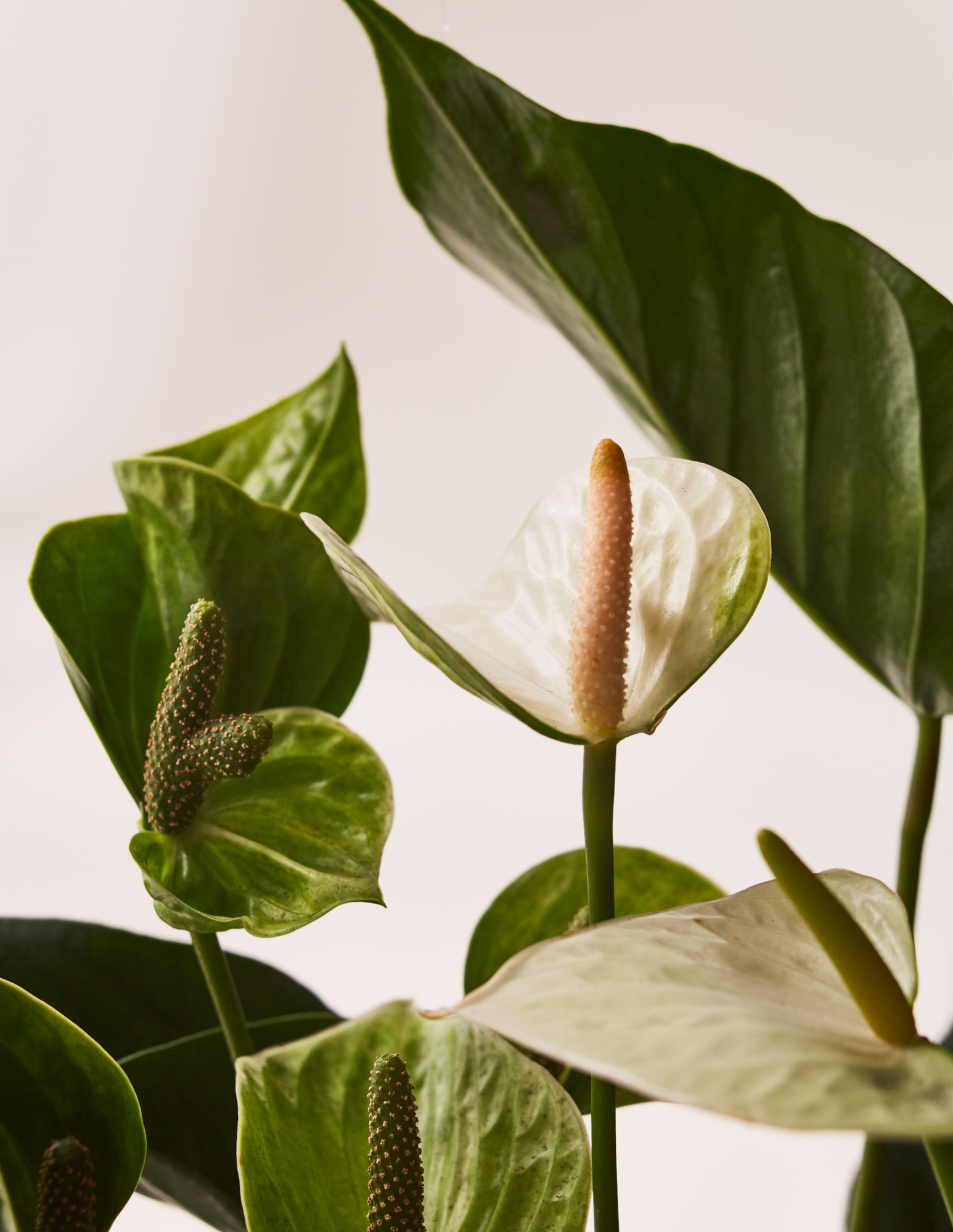 SMCLEOD_022
