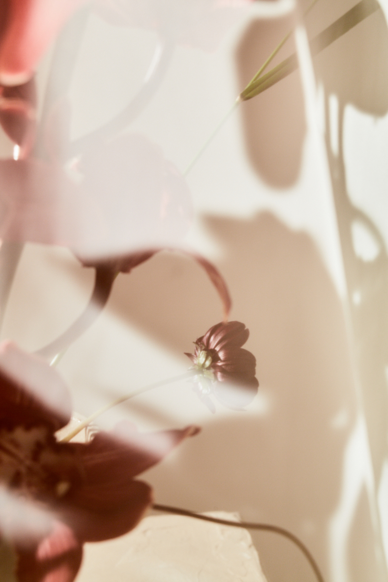 20191026_CosmosAndPlums_078