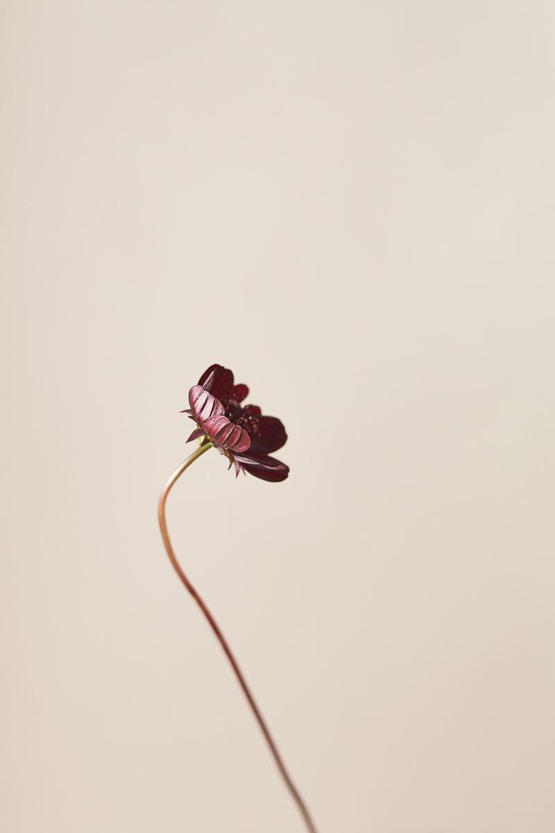 20191026_CosmosAndPlums_227